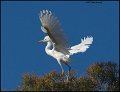 _1SB5384 snowy egret fledge testing wings
